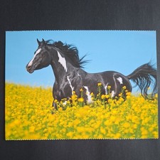 Pferdepostkarte AK Pferd Korsch Pinto-Araber 05/2017