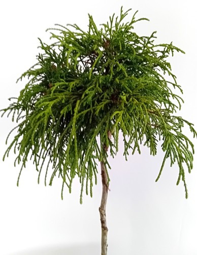Faden lebensbaum thuja - faden,