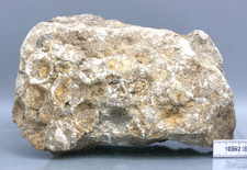 Nautilus in Matrix, Öland, Schweden, 1,9 kg, 17 cm, Ordovizium (9-767)