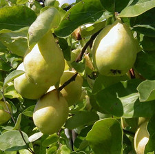 Quittenbaum `Cydora robusta´, Niedrigstamm 120-140cm im 10L-Topf