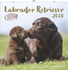 Labrador Retriever 2026 -