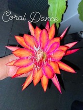 Epiphyllum Coral Dance, junge Pflanze zu verkaufen