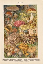 Pilze Fliegenpilz Pfifferling