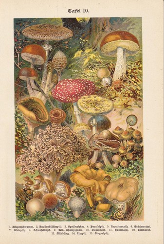 Pilze fliegenpilz pfifferling - fliegenpilz,