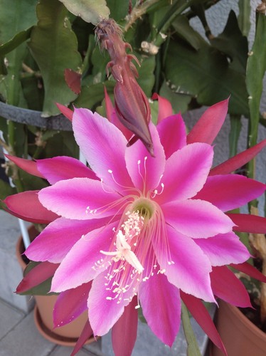 Epiphyllum atlantis - epiphyllum,