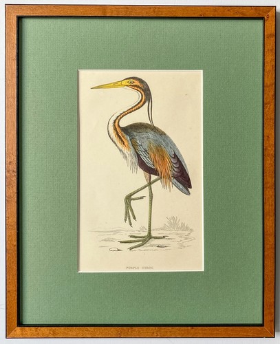 Purpurreiher reiher holzstich - purpurreiher,