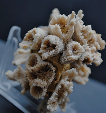 Fossilien, Korallen und Seeigel aus den "Nattheimer Schichten" vom Sammler