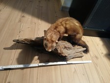  Jagd Präparat Iltis -