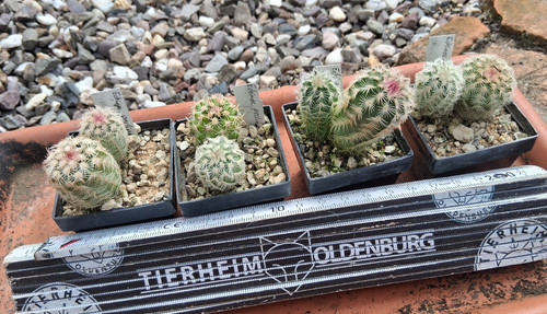 Stück echinocereus - stück,