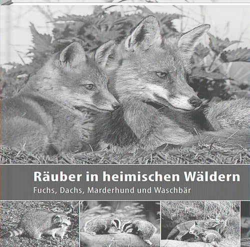Räuber heimischen wäldern - räuber,
