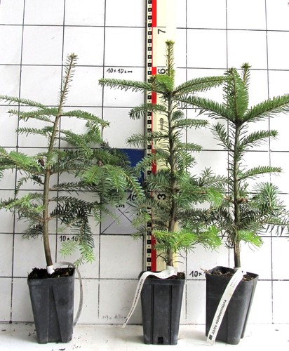 Abies nordmanniana oh - abies,