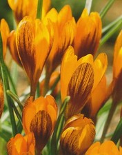 50 Botanische Krokusse Orange Monarch Krokus Blumenzwiebeln Lieferbar ab 9.9.