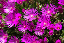 Mittagsblume pink winterhart - mittagsblume,