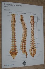 SET aus 9 Anatomie Bildtafeln Rücken Nerven Medizin Lehrmaterial Studium Praxis