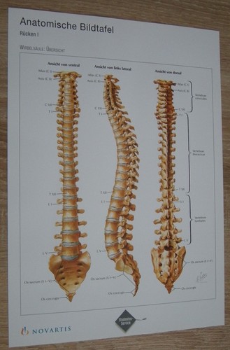 Set aus anatomie bildtafeln - set,