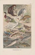 Schwan Graureiher Eisvogel CHROMOLITHOGRAPHIE um 1900 Forelle Hecht Karpfen