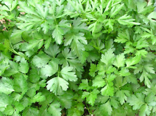 20.000 glatte Petersilie Petroselinum sativum XL Pack winterhart Samen Kräuter