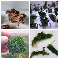 Aquarium Deko 4er Set - Moos Pflanze Stein Wurzel Javamoos Anubia  PREISKNALLER