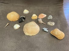 Kleine Muschelsammlung –