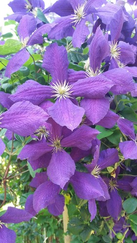 Blumensamen clematis samen - clematis,