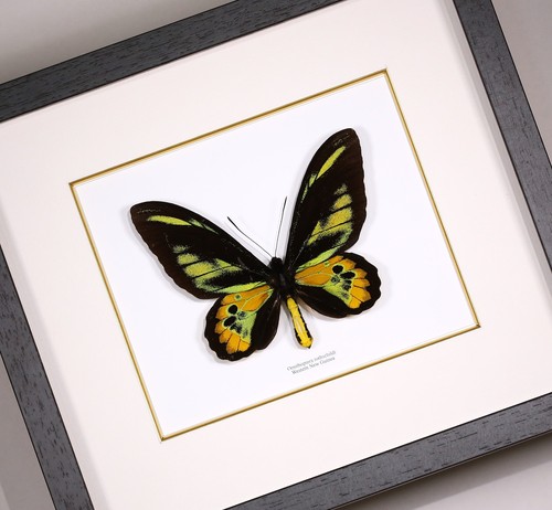 Schmetterling schaukasten - im,