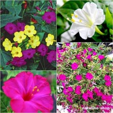Wunderblume Mix 20 Samen Mirabilis jalapa *Ночная красавица *Four o'clock flower