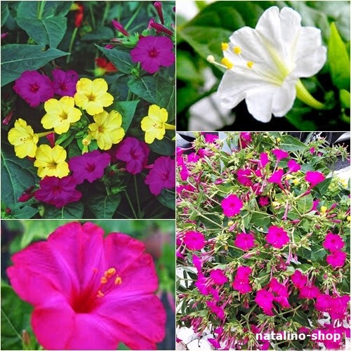 Wunderblume mix samen - wunderblume, 20