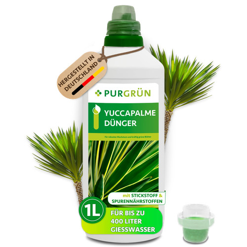 Purgrün yucca palme - purgrün,