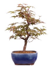 Bonsai - Acer palmatum