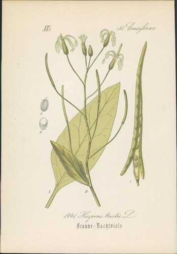 Chromolithographie braune - chromolithographie, :