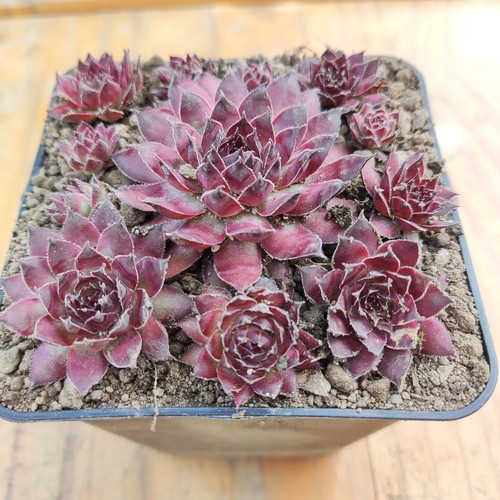 Sempervivum burnt embers - sempervivum, "burnt