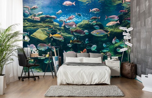 Meer fische q2648 tapete - 3d,