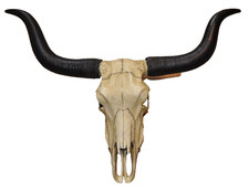 Longhorn Rinder Schädel Wandskulptur aus Kunststein zum Aufhängen Deko Western