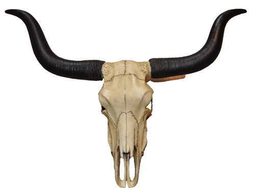 Longhorn rinder schädel - longhorn,