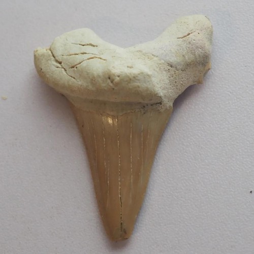 Fossil haifischzahn otodus - fossil,