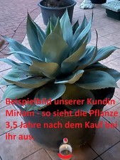 O20 agave ovatifolia - agave,