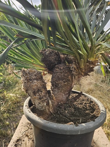 🌴Yucca filamentosa 90cm