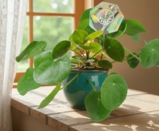 Pilea