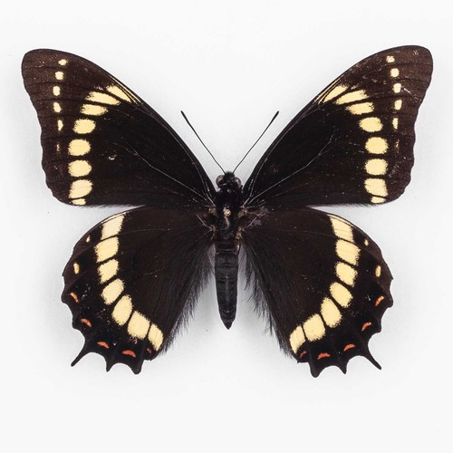 Papilio scamander brazil - scamander,