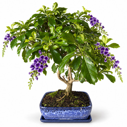 Bonsai duranta repens 10jahre - duranta,