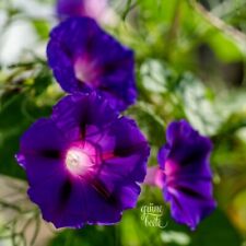 PRUNKWINDE 50 Samen IPOMOEA
