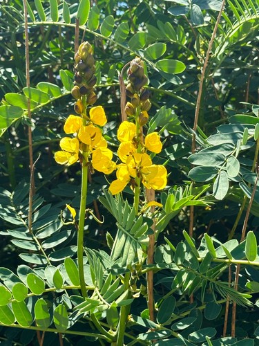 Senna alata - 🌼,