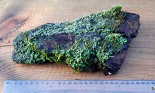 Moos auf Rinde 🌿 flaches