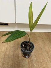 Salak Palme Exotic Zimmerpflanze