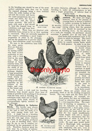 Barred plymouth rocks - plymouth, &