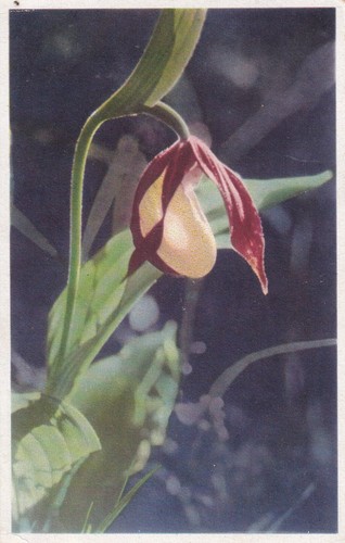 Postkarte cypripedium - -,