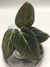 Philodendron Micans Stecklinge