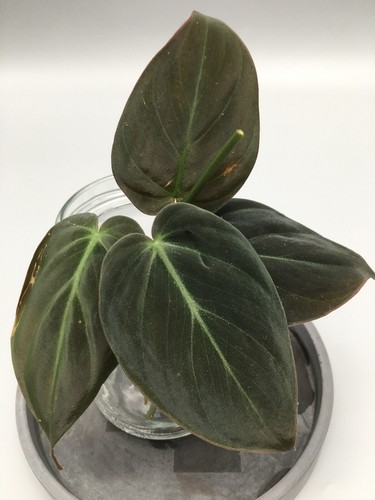 Philodendron micans stecklinge - philodendron,