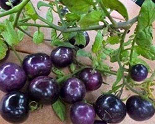 30x lila blaue tomaten - 30x,