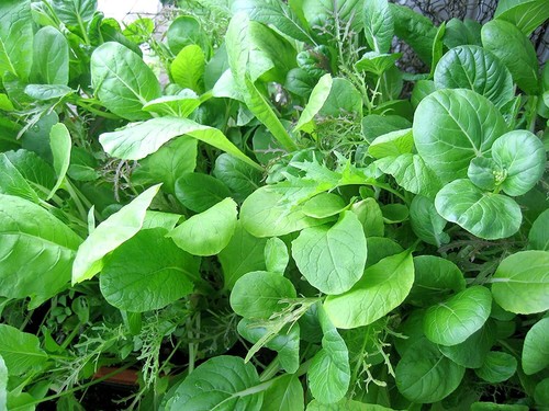Asia salat mix amaranth - asia-salat,
